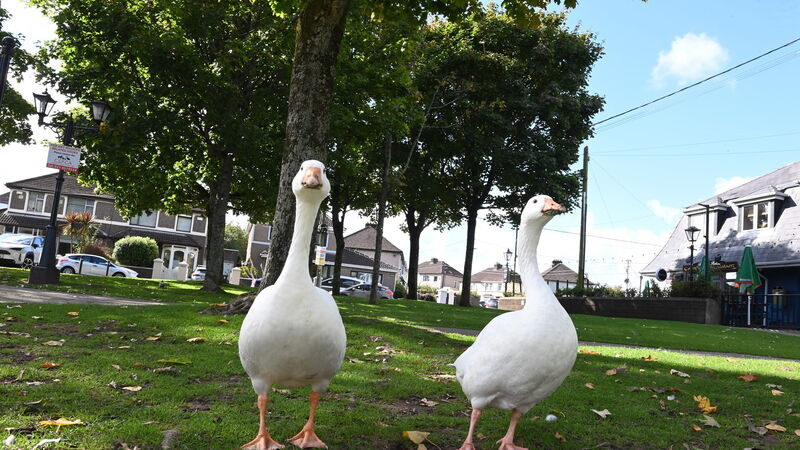 Public told follow bird-flu safety policies at Cork's Lough