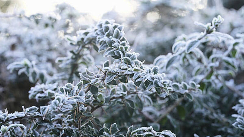 Status yellow low temperature and ice warning issued for 10 counties