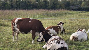 The transhumance of a herd of cows from the mountain pastures to the pastures of the plain.