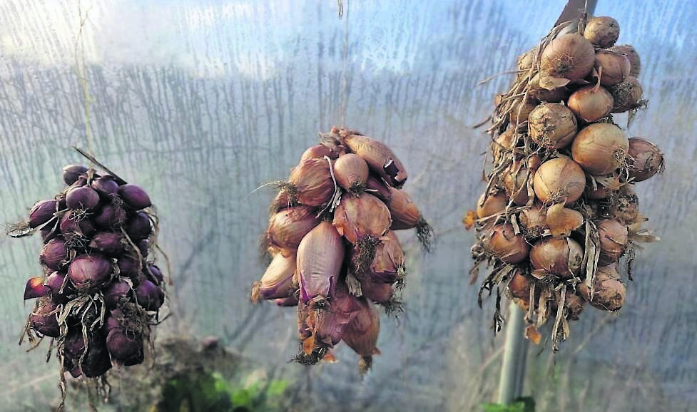  Inspiring winter onion storage at Cloughjordan. 