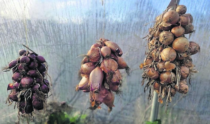  Inspiring winter onion storage at Cloughjordan. 