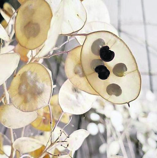  The translucent seed heads of Honesty with seeds still inside the papery casing. 