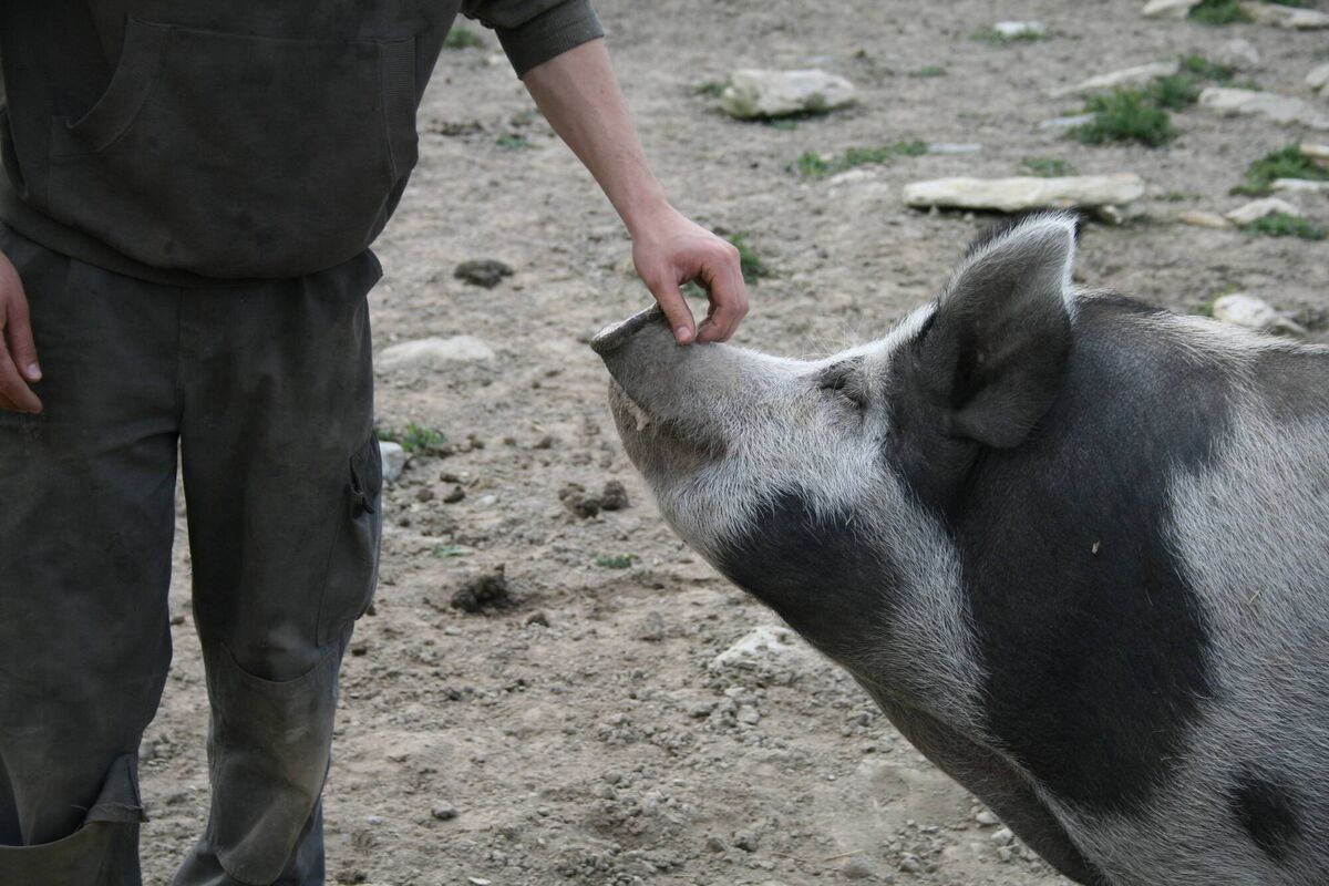 A pig on Caherbeg farm in Cork. Picture: Kate Ryan