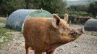 ‘The situation is volatile, but we’ve not given up’: Cork pig farmers facing challenges