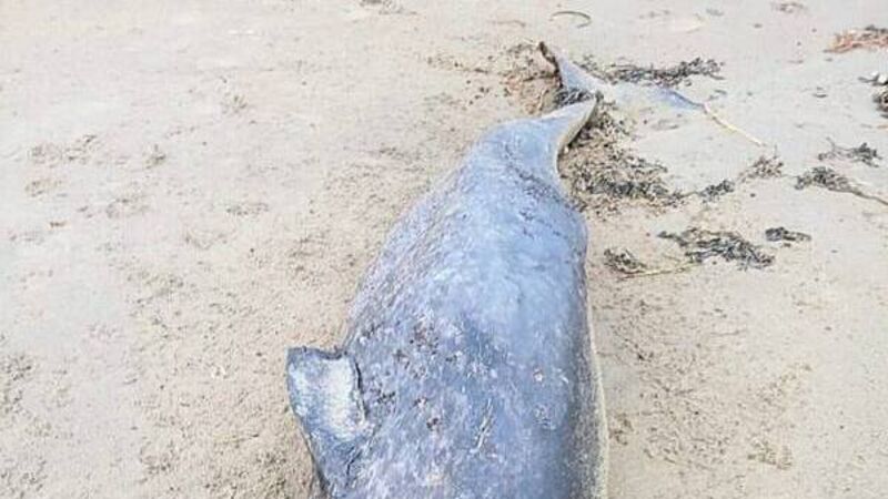 Whale species never seen in Irish waters washes up on Donegal coast