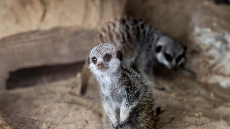 ‘Life goes on’ at Fota with birth of two meerkats