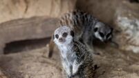 ‘Life goes on’ at Fota with birth of two meerkats