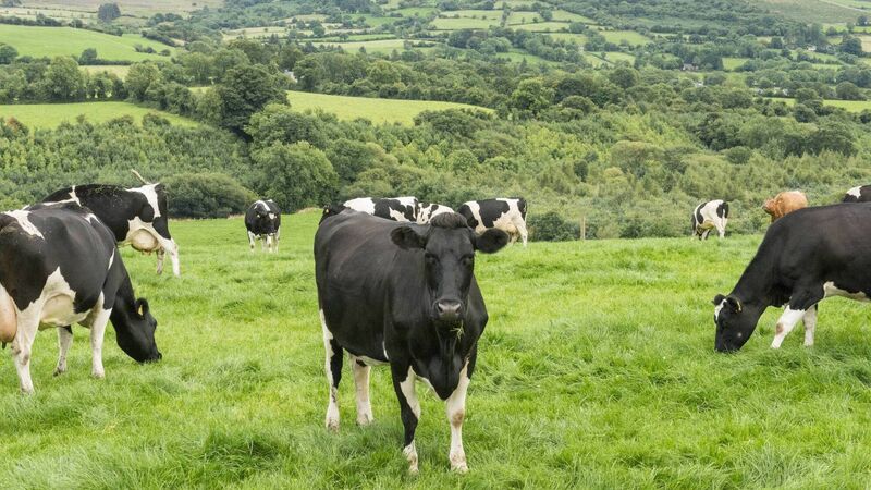 Gardaí issue witness appeal as herd of cattle stolen from Cork farm overnight