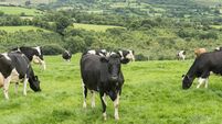 herd of Friesian cattle