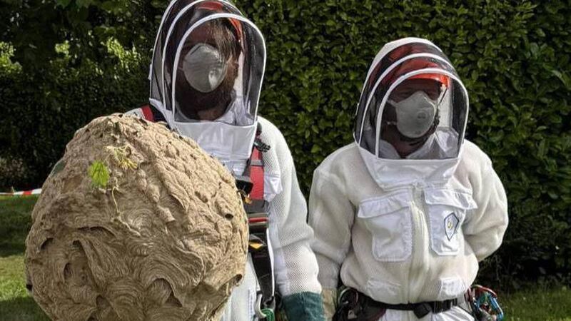 Killer queen! Cork in frontline of battle to stop Asian hornet