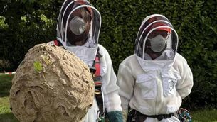 <p class="contextmenu internal_Caption">The NPWS team remove the first Asian hornet nest found in Ireland earlier this year</p>