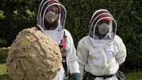 Killer queen! Cork in frontline of battle to stop Asian hornet