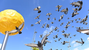 <p> Pigeons in flight overhead at Cornmarket Street.  Picture: Larry Cummins</p>