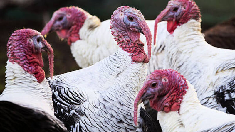Bird flu confirmed in flock of 30,000 turkeys in Co Laois