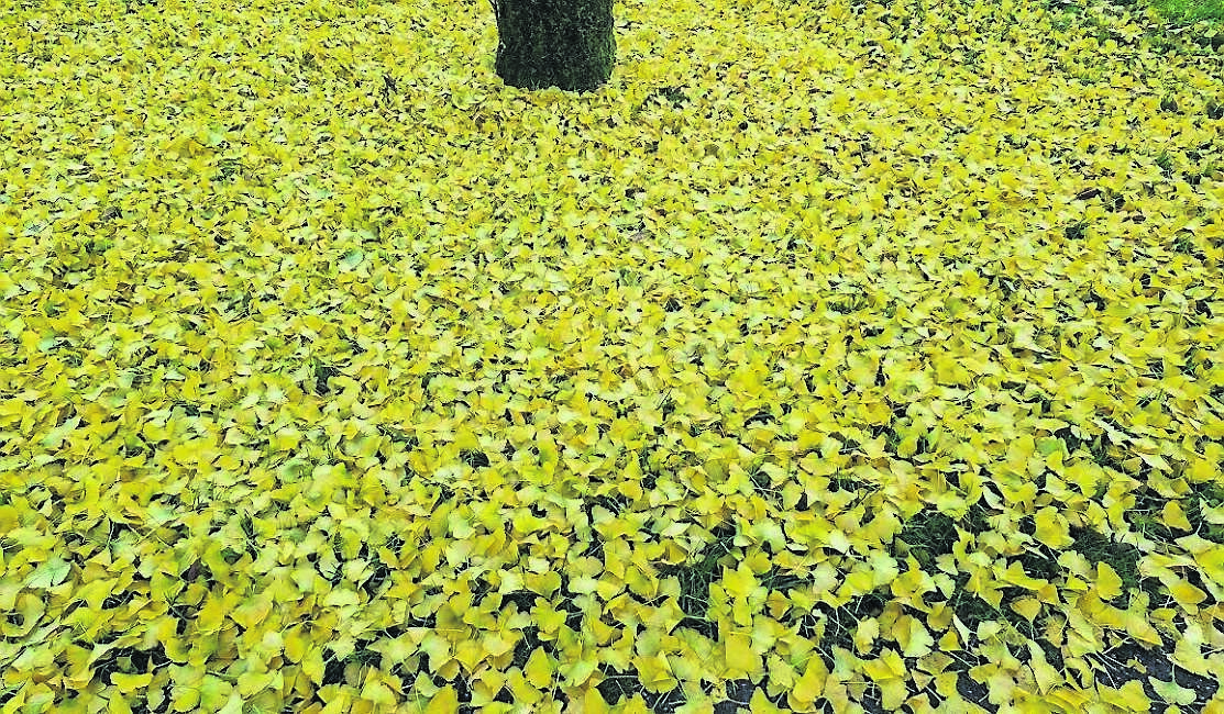 Ginkgo biloba making a spectacular show even after shedding its distinctive fan-shaped leaves