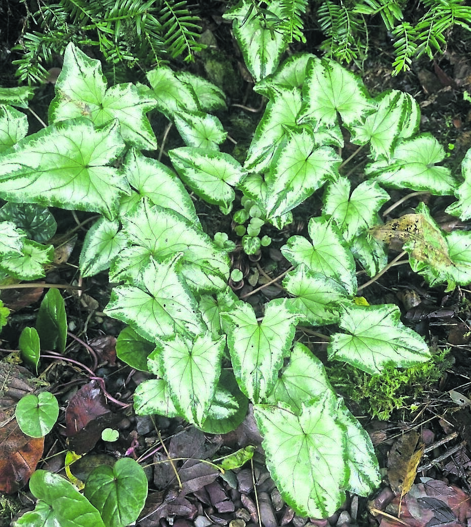 Cyclamen hederifolium with its distinctive foliage which it retains throughout the winter months