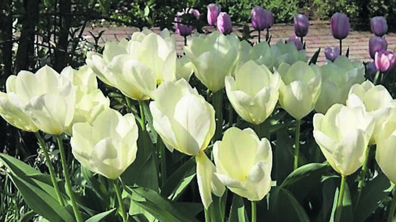 In the garden: Time to plant tulips to light up springtime