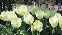 In the garden: Time to plant tulips to light up springtime