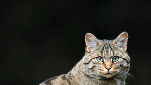 Archaeologist uncovers Ireland’s first known wildcat from 5,500 years ago Archaeologist uncovers Ireland’s first known wildcat from 5,500 years ago