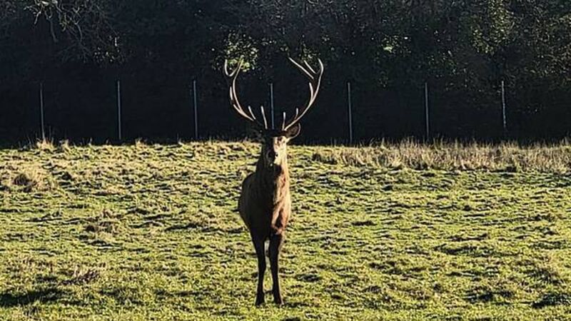 Gardaí issue appeal following decapitation of stag in Co Dublin