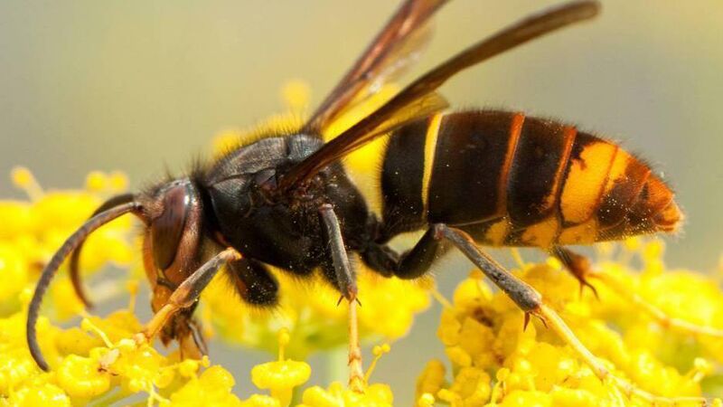 Cork beekeeper: 'The problem will get bigger unless we take control'