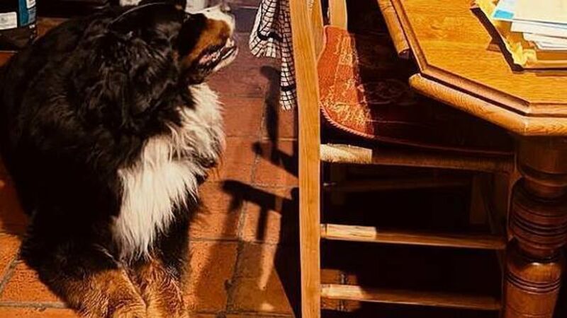 Michael D Higgins and Misneach 'settling in very well to new Galway home'