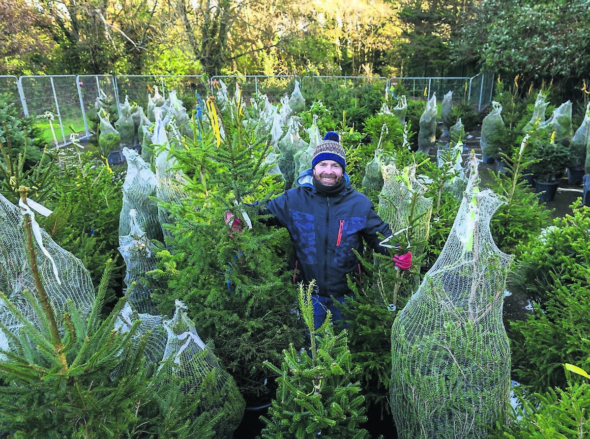Colm Crowley, who runs a business selling Christmas trees at Mahon Industrial Park.	Picture: Dan Linehan
                    