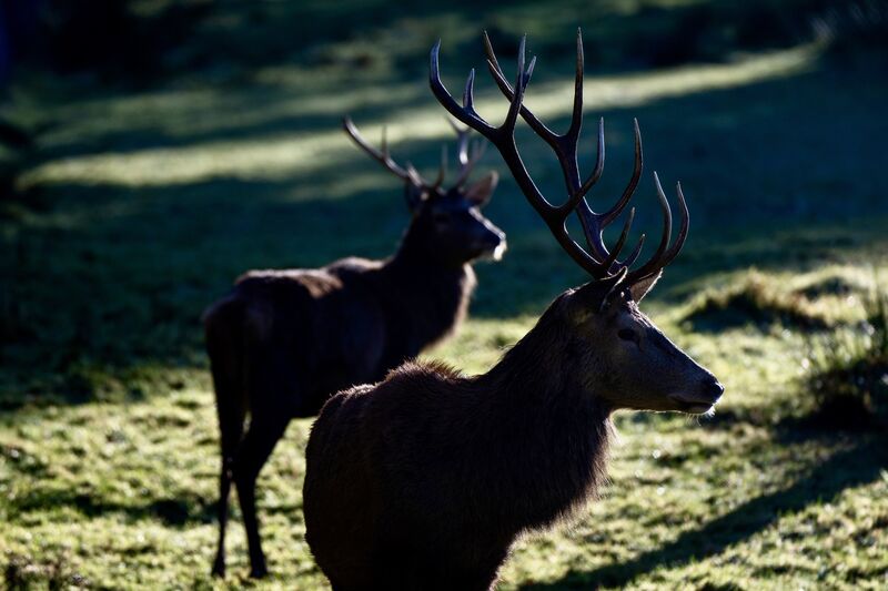 Deer in Farran Woods are silhouetted against the winter sun. Picture: Chani Anderson