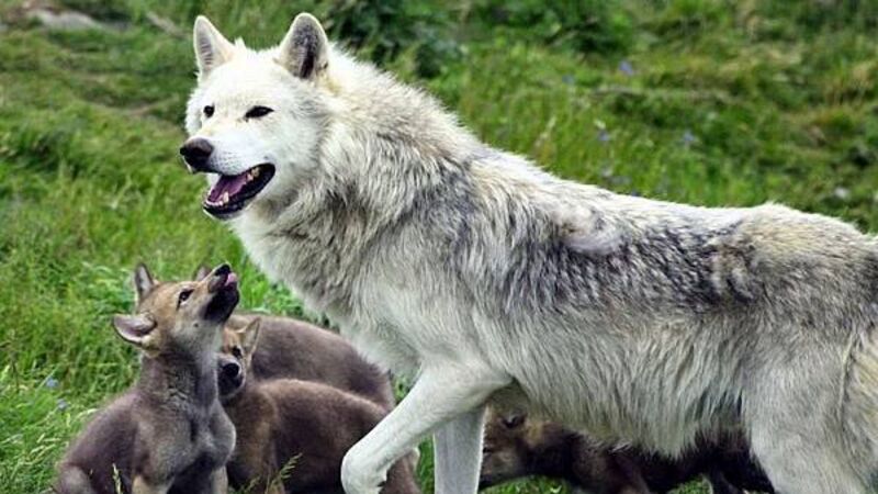 Young ‘cautious’ over potential reintroduction of wolves and lynx in the wild