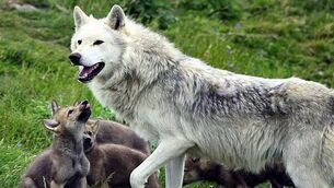 Young ‘cautious’ over potential reintroduction of wolves and lynx in the wild