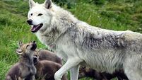 Young ‘cautious’ over potential reintroduction of wolves and lynx in the wild