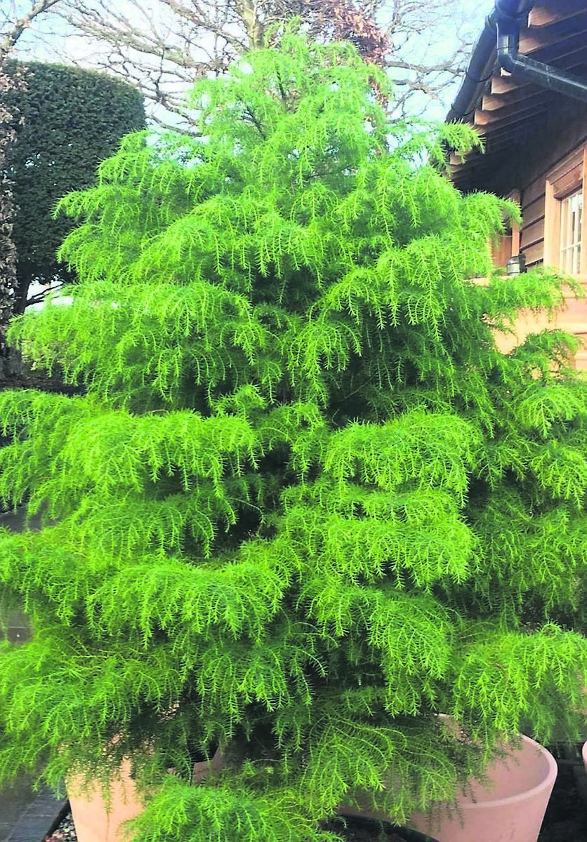 Cryptomeria japonica ‘Elegans’ makes a beautiful outdoor Christmas tree with soft foliage that changes colour in autumn Cryptomeria japonica ‘Elegans’ makes a beautiful outdoor Christmas tree with soft foliage that changes colour in autumn