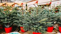 Small Christmas trees for sale at the garden store