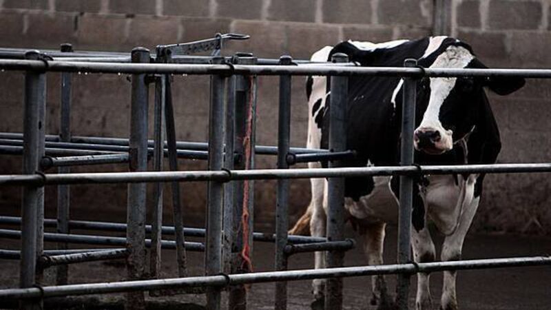 Further bluetongue cases confirmed in Co Down herd
