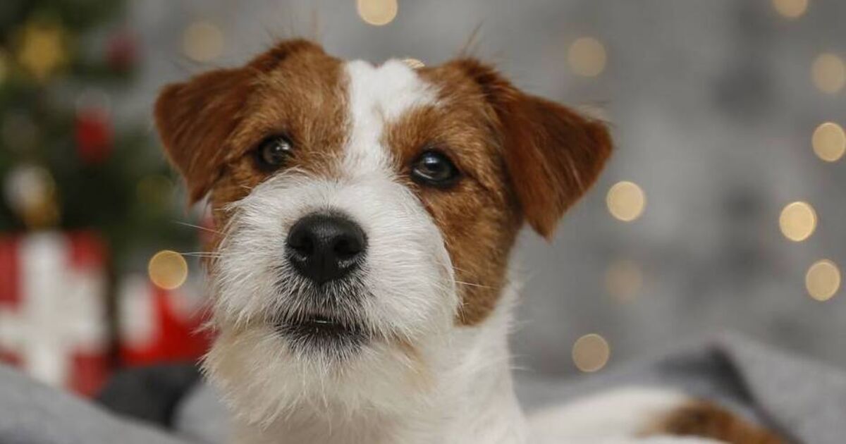 The injured party said she did not want to see any harm coming to the dog and did not blame the dog.