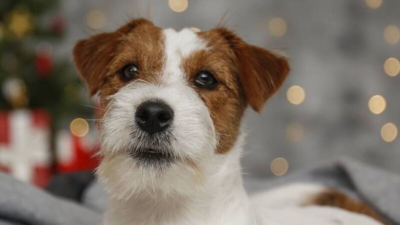 Young woman bitten by dog at Cork market didn't want to see any harm come to it