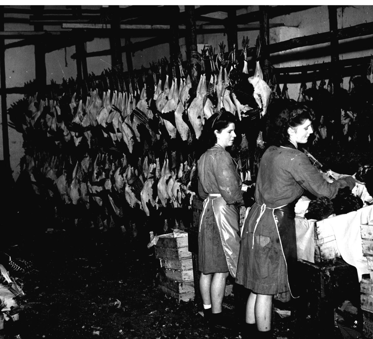 Archive image from Christmas 1945. Women were very involved in the rearing and preparing of turkeys. Archive image from Christmas 1945. Women were very involved in the rearing and preparing of turkeys.