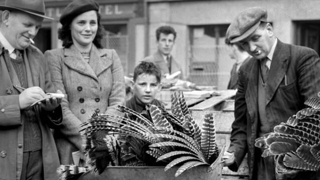 <p>Turkeys were sent in their thousands from Cork to Britain. This picture was taken at the turkey market at Dunmanway in 1953.</p>