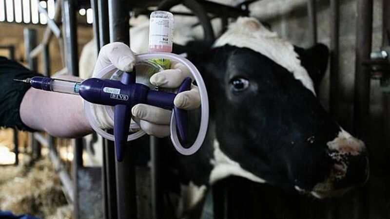 Royal Ulster Winter Fair cattle classes cancelled over bluetongue disease