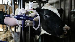 Royal Ulster Winter Fair cattle classes cancelled over bluetongue disease