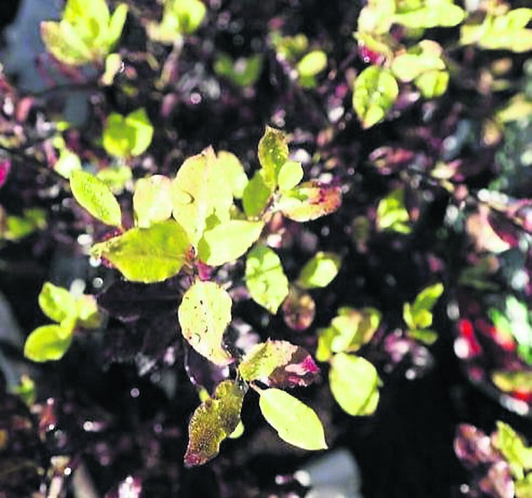 Pittosporum’ Tom Thumb’ has attractive green spring foliage contrasting with the red mature leaves. 