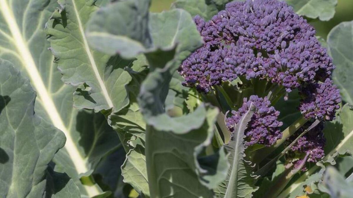 In the garden: Drawing up a winter plan for pruning and planting