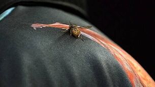 The Ally Pally Wasp makes its mark on another PDC World Championship The Ally Pally Wasp makes its mark on another PDC World Championship