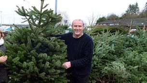 <p>Jim Hanley helping members of CUH staff, select a Christmas tree at Hanley's Garden Centre in 2015.</p>