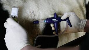 Suspected bluetongue cases found at fourth farm in Northern Ireland Suspected bluetongue cases found at fourth farm in Northern Ireland