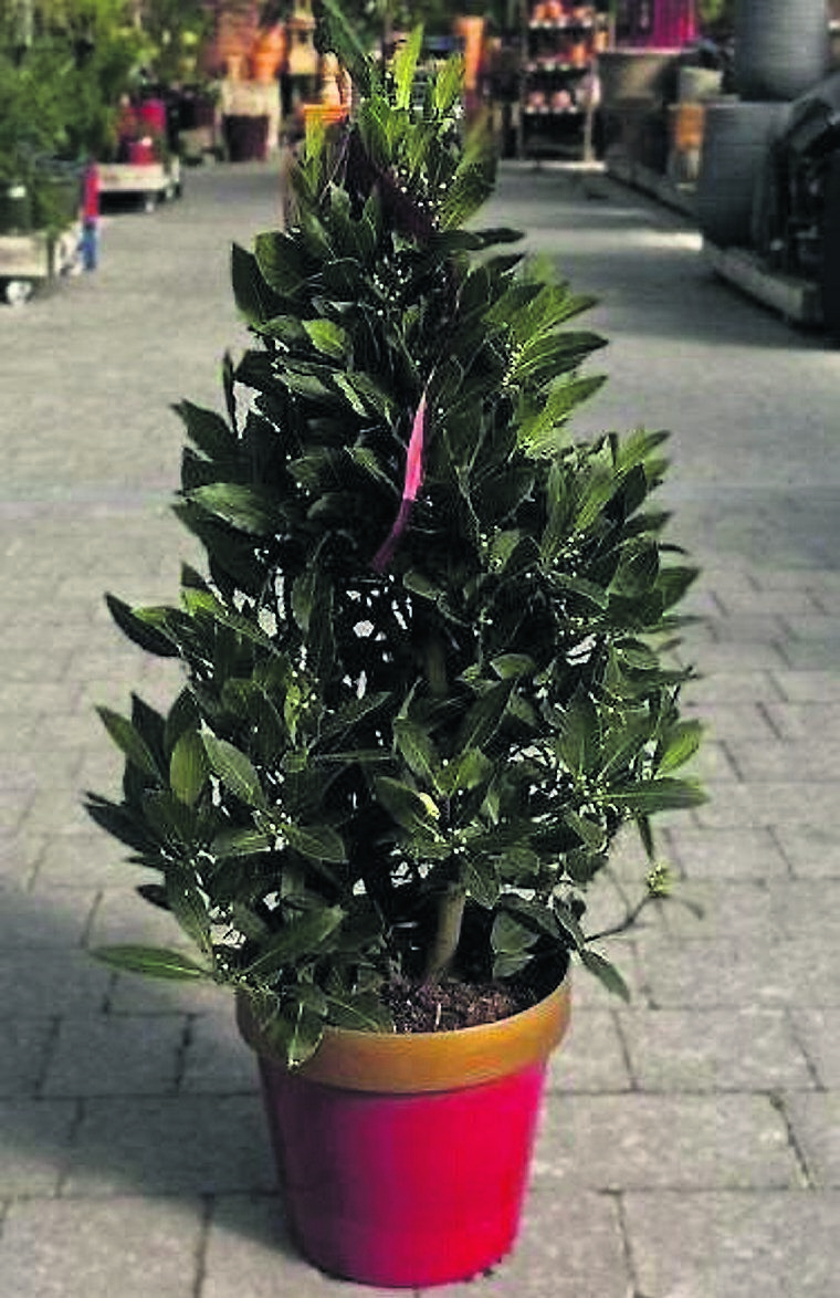 A bay tree provides excellent foliage for decoration and cooking and in a pot can make a great tree for decorating this Christmas