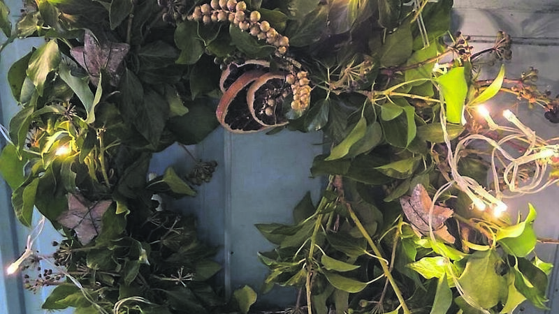 In the garden: Three great evergreens for your plot