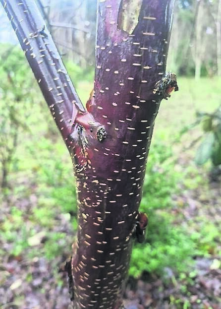 The very attractive bark on the young stem of Betula utilis ‘Chris Sanders’. See Plant of the Week