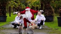 Santa to help with Fota Wildlife Park’s reopening