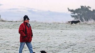 Afternoon Frost Phoenix Park